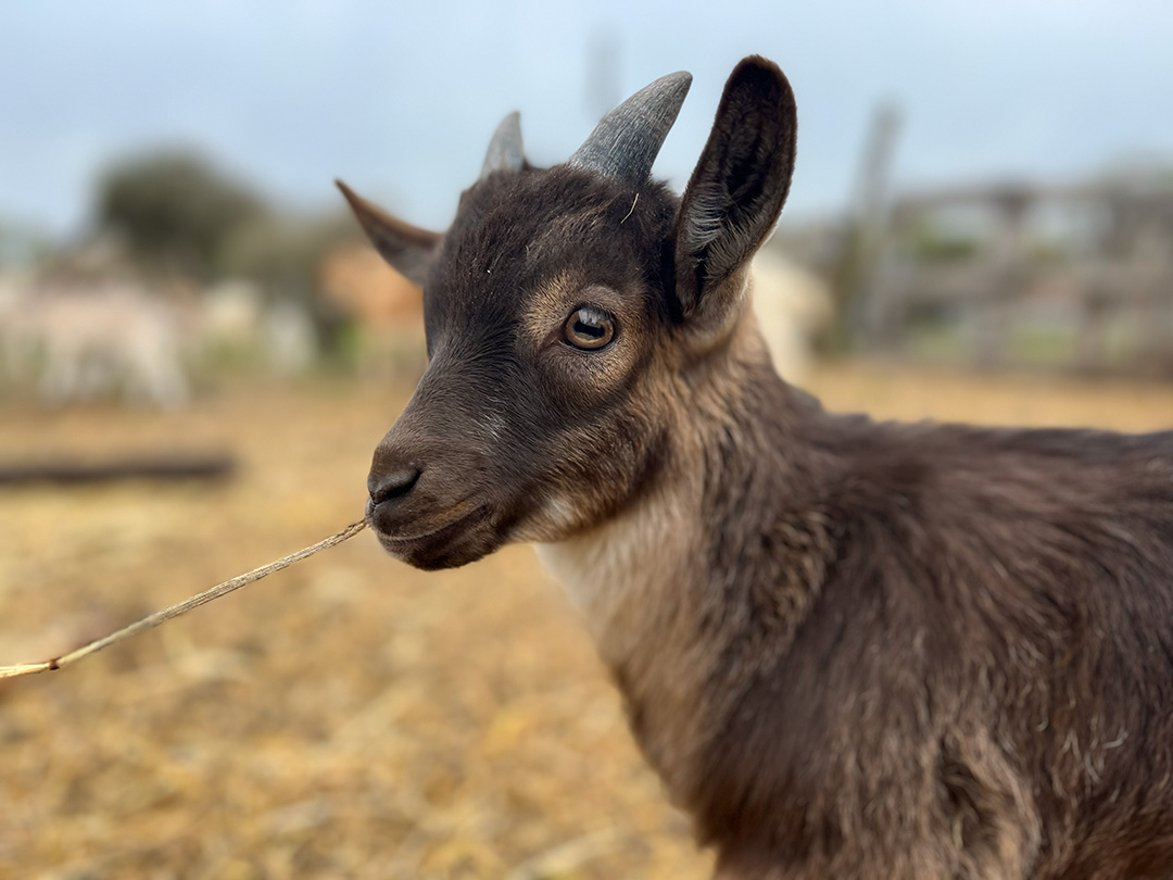 Kati Világa – kézműves ízek Erdély hagyományaival
